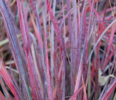 Schizachyrium scoparium 'The Blues' 