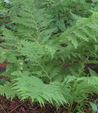 Athyrium filix-femina (Berkshire Botanical)