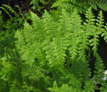 Athyrium filix-femina - Lady Fern