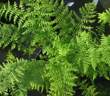 Athyrium filix-femina - Lady Fern