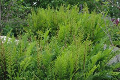 Athyrium filix-femina 'Lady In Red' - Lady Fern