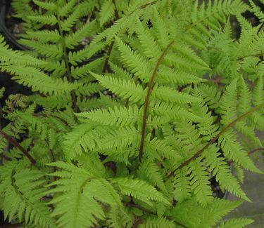 Athyrium filix-femina Lady In Red - Lady Fern