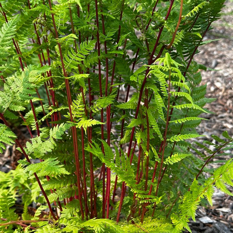 Athyrium filix-femina 'Lady In Red' (@ Maine Bot Garden)