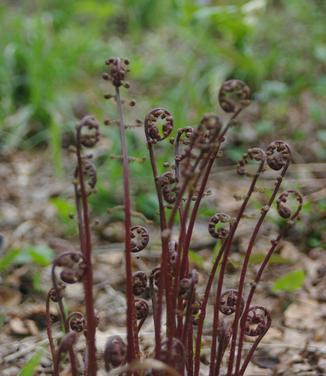 Athyrium filix-femina Lady In Red - Lady Fern