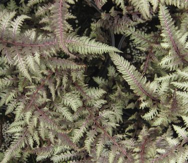 Athyrium nipponicum Pictum - Japanese Painted Fern