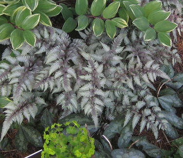 Athyrium nipponicum 'Pictum' (NYBG)