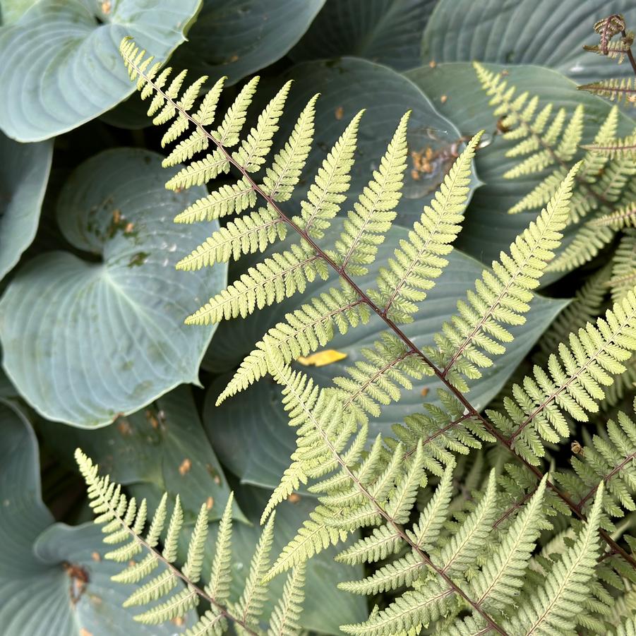 Athyrium x 'Ghost' - 'Ghost' Lady Fern