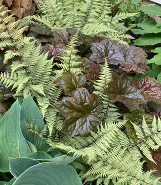 Athyrium x Ghost Combination