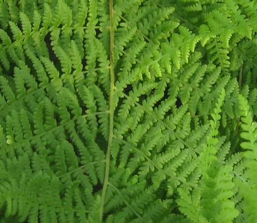 Dennstaedtia punctilobula - Hay-scented Fern