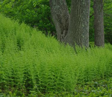 Dennstaedtia punctilobula - Hay-scented Fern