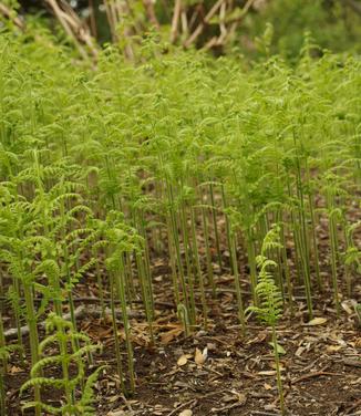 Dennstaedtia punctilobula