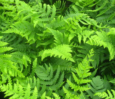 Dryopteris marginalis - Evergreen Wood Fern (@ Scott Arb)