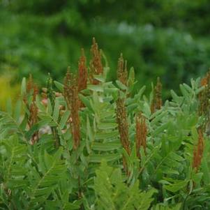 Osmunda regalis 