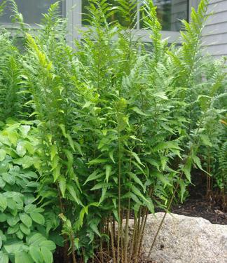 Dryopteris x australis (Maine Bot Garden)