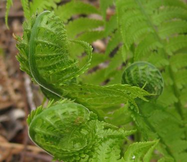 Matteuccia struthiopteris - Ostrich Fern