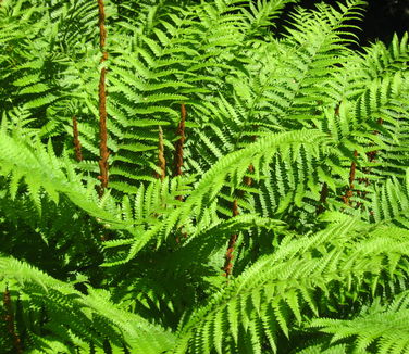 Osmunda cinnamomea - Cinnamon Fern (NYBG)