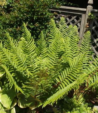 Osmunda cinnamomea (@ NYBG)