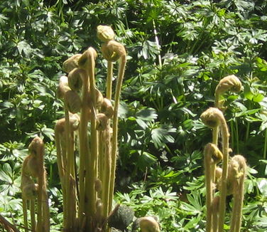 Osmunda cinnamomea - Cinnamon Fern (@ Tyler Arb)