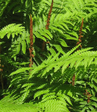 Osmunda cinnamomea - Cinnamon Fern (NYBG)