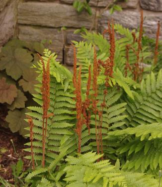 Osmunda cinnamomea (Chanticleer)