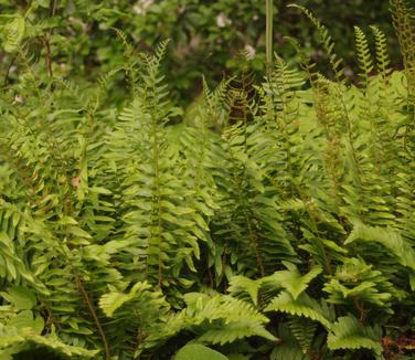 Polystichum acrostichoides (Chanticleer)