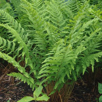 Dryopteris marginalis 