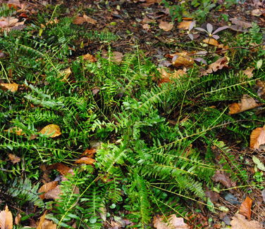 Polystichum acrostichoides - Christmas Fern (@ Morris Arb)