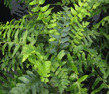 Polystichum acrostichoides - Christmas Fern 