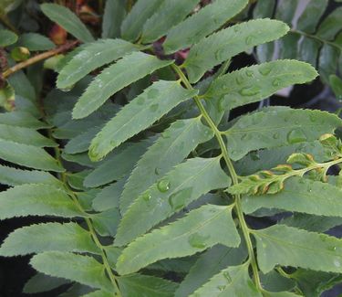 Polystichum acrostichoides - Christmas Fern 