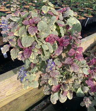 Ajuga reptans Burgundy Glow