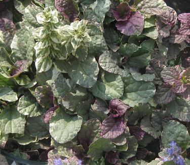 Ajuga reptans 'Burgundy Glow' - Bugleweed