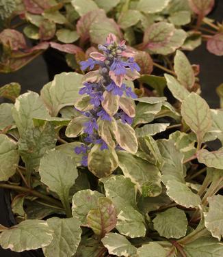 Ajuga reptans Burgundy Glow