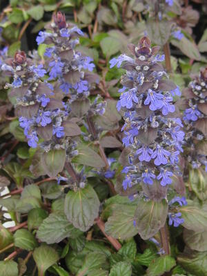 Ajuga reptans 'Catlin's Giant' - Bungleweed