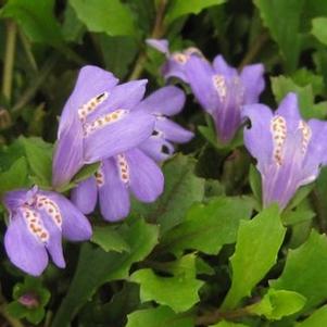 Mazus reptans 