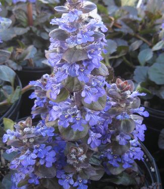 Ajuga reptans Catlin's Giant