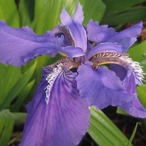 Iris tectorum Wolong