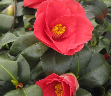 Camellia japonica Greensboro Red