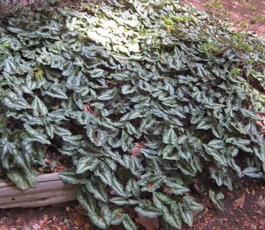 Asarum splendens @ National Arb (DC)