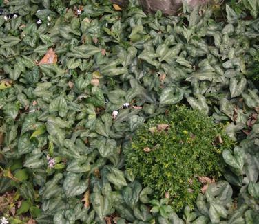 Asarum splendens