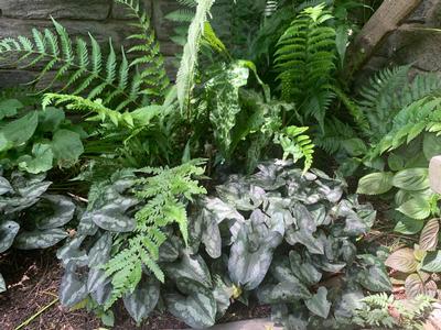 Asarum splendens - Chinese Ginger