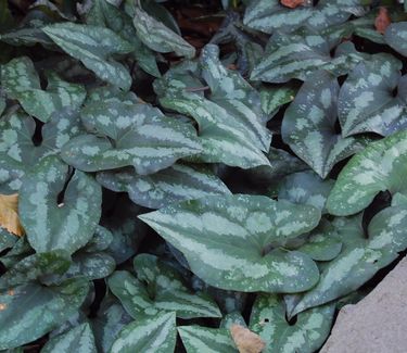 Asarum splendens - Chinese Ginger (Scott Arboretum)