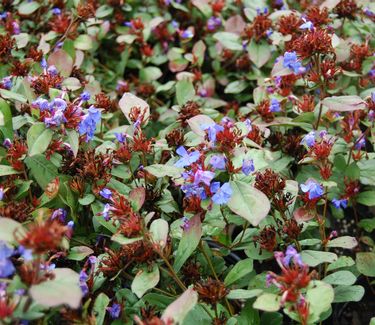 Ceratostigma plumbaginoides - Leadwort