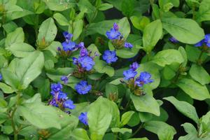 Ceratostigma plumbaginoides