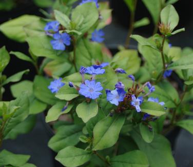 Ceratostigma plumbaginoides