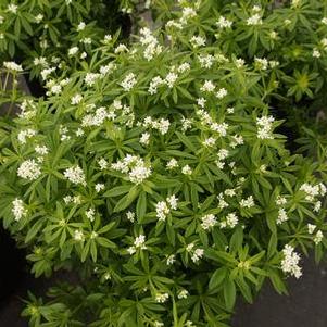 Galium odoratum 