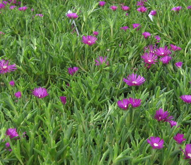 Delosperma cooperi 