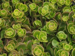 Sedum tetractinum Coral Reef