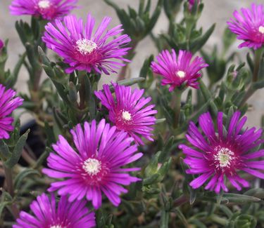 Delosperma cooperi 