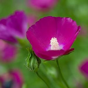 Callirhoe involucrata 