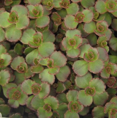 Sedum spurium Red Carpet